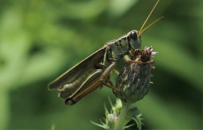 What do crickets eat_ A Pet for Unique People