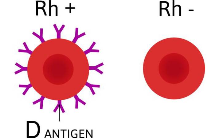 Rh Factor: