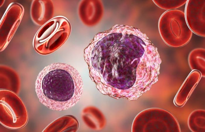 Immune Response:
