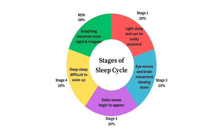The Science of Sleep_ Stages and Cycles