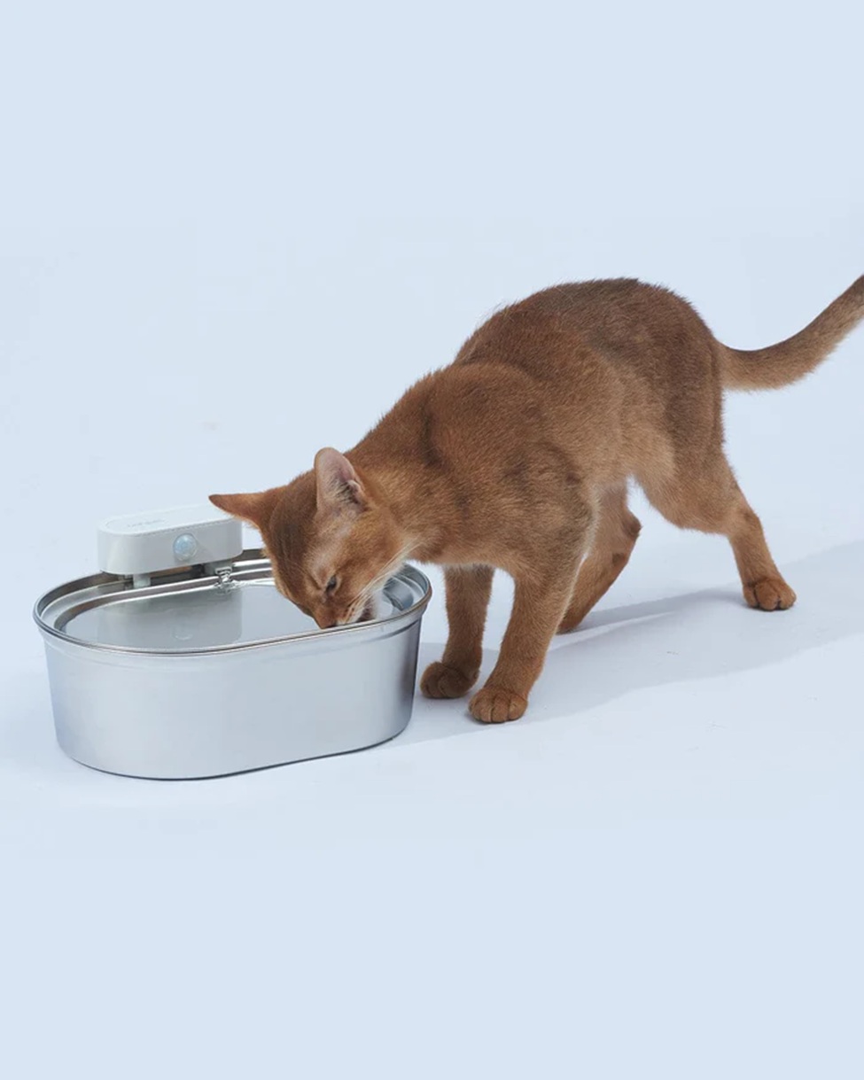 Why You Should Provide Your Cat with Hydration in Stainless Steel Fountains 