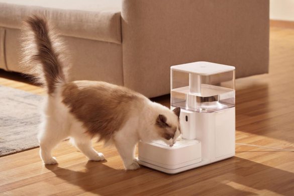 Cat with Hydration in Stainless Steel Fountains